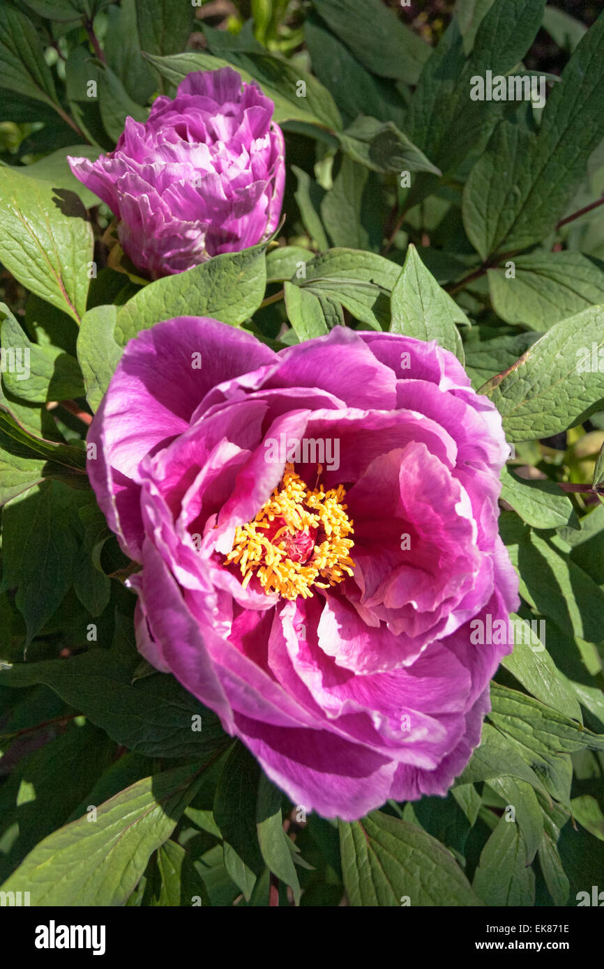 Japanese tree peony, Paeonia Cardinal Vaughan, with opening bud and large saucer-shaped flower Stock Photo