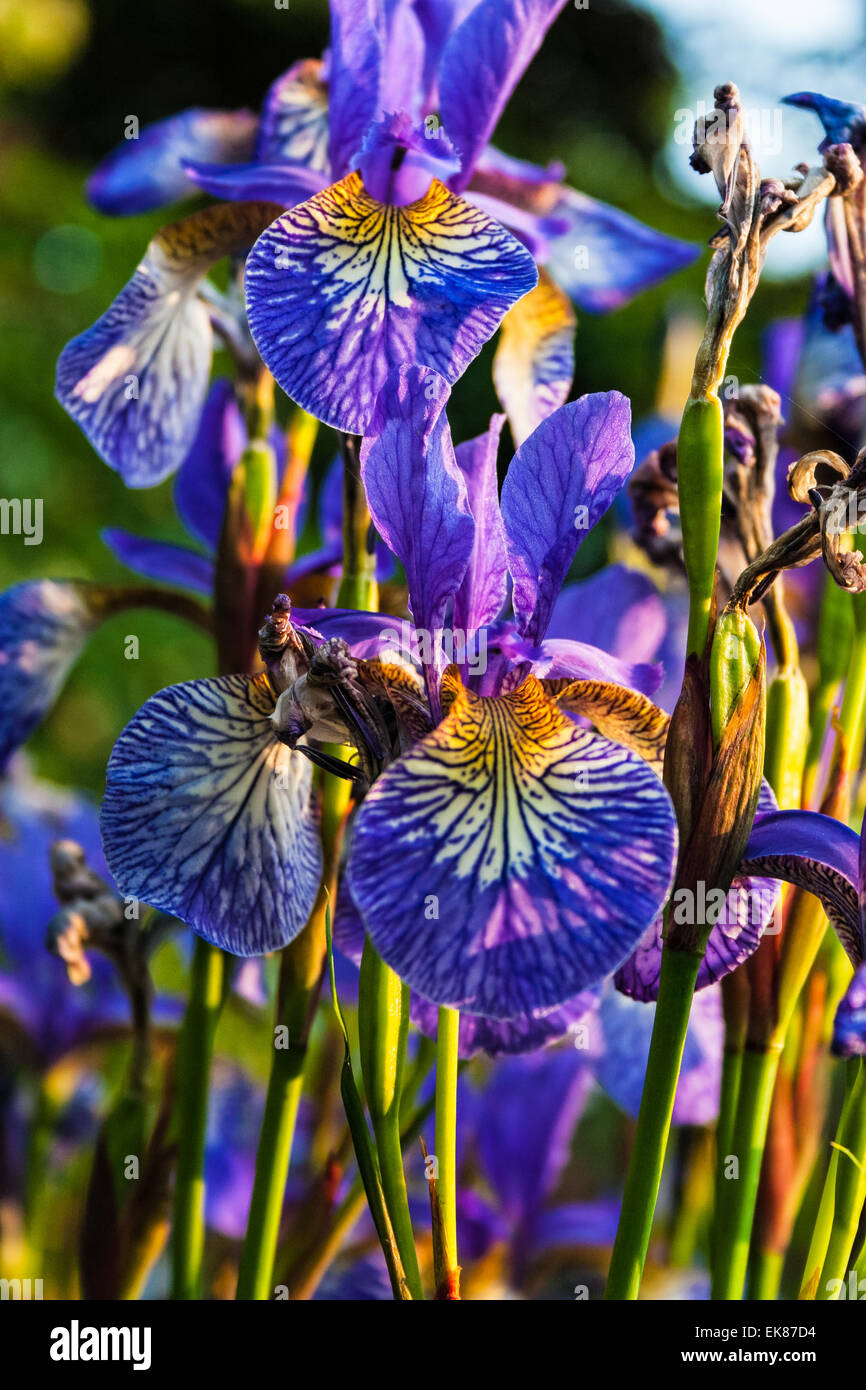 Purpleblue Siberian Iris flowers in low sun Stock Photo Alamy