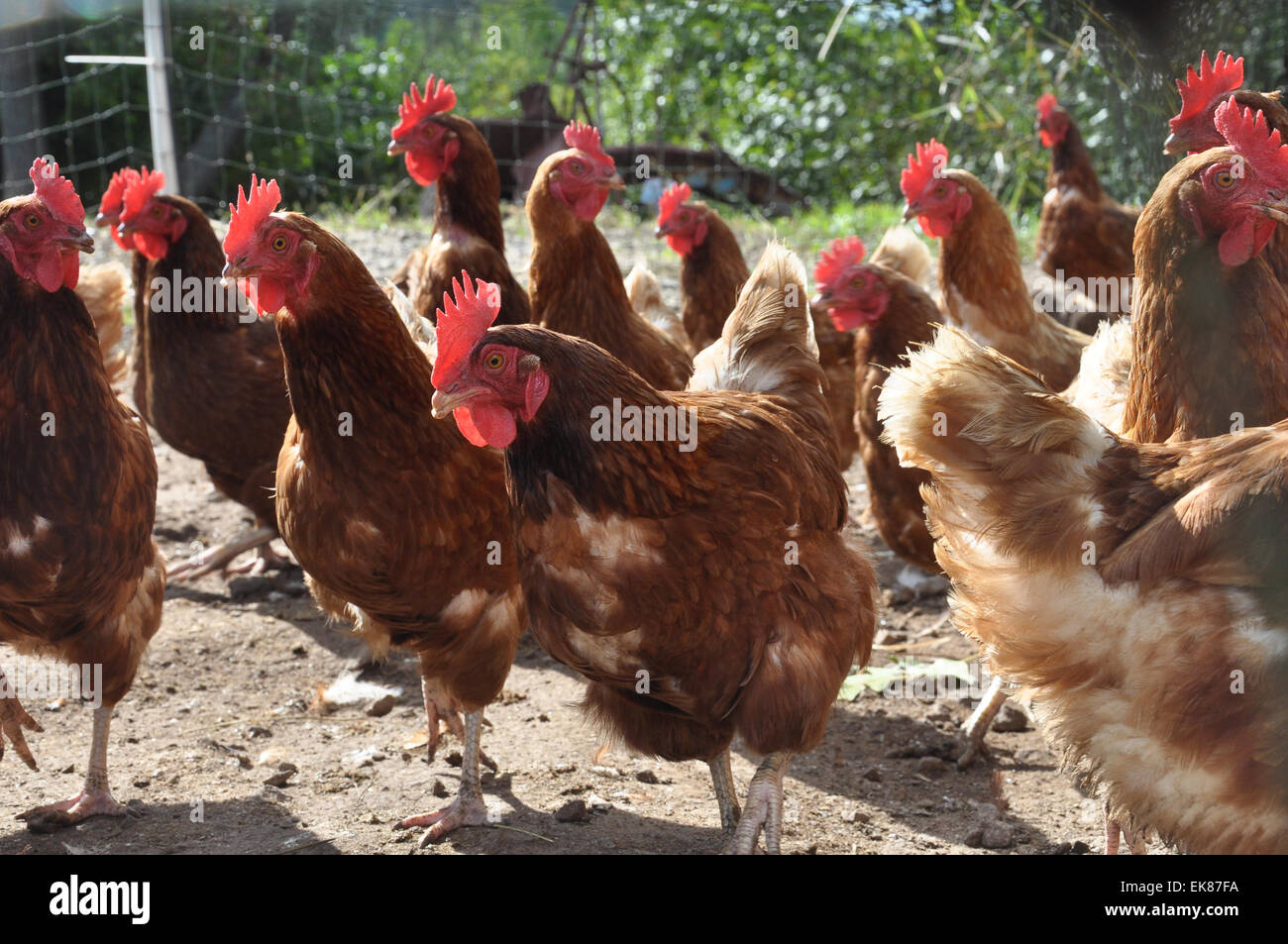 Free Range Chickens Stock Photo - Alamy