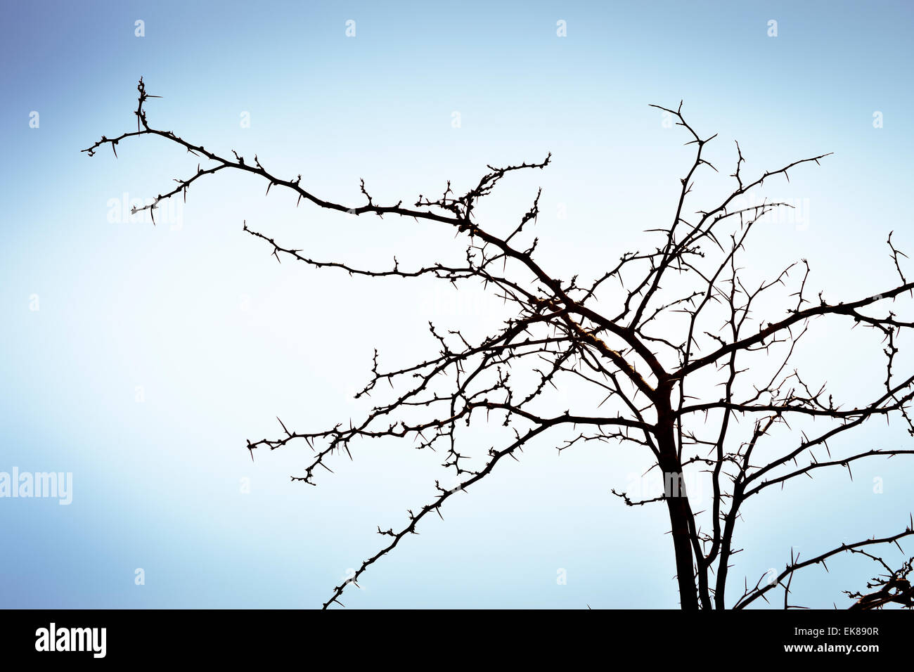 Tree Without Branches Stock Photos & Tree Without Branches Stock Images
