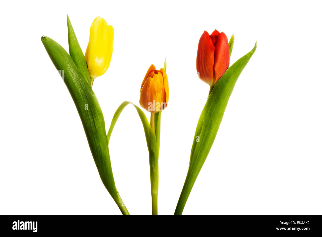 Tulip graphic Cut Out Stock Images & Pictures Alamy