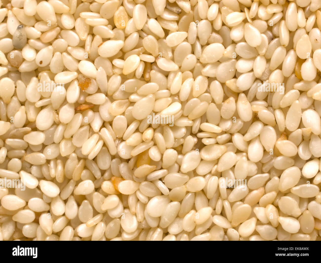 Premium Raw White Sesame Seeds – 5lb Large Bag, Pure, Unroasted, Non-GMO