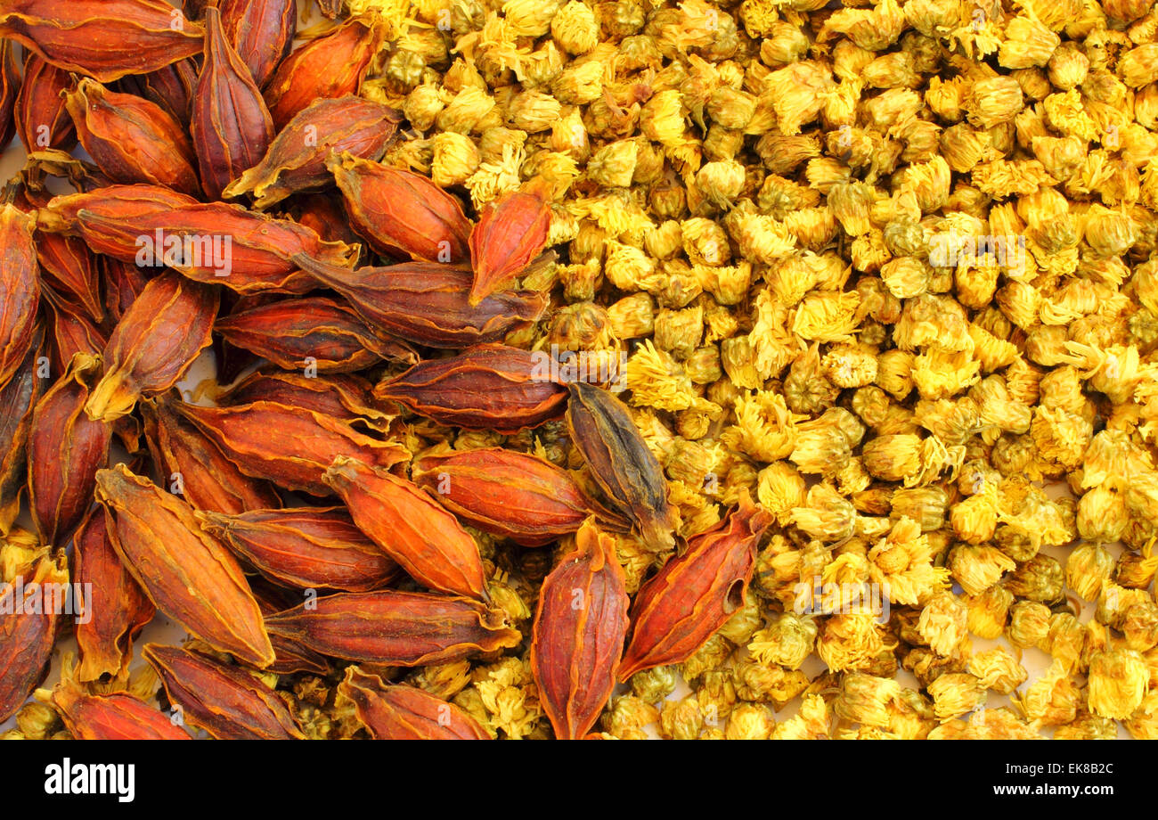 Dried chrysanthemum flowers and seed Stock Photo Alamy