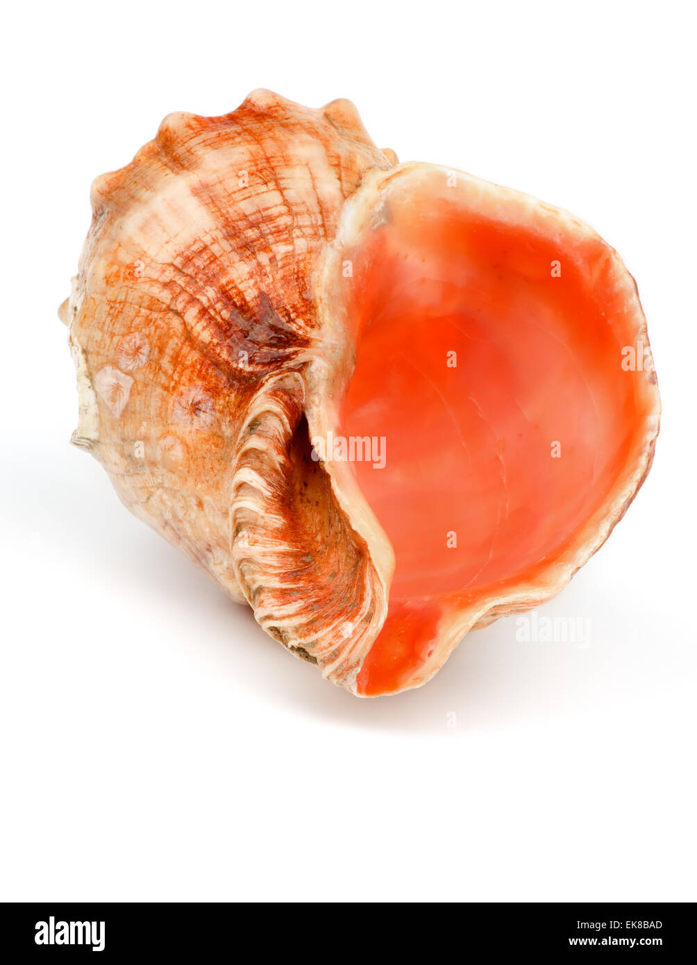 What Is A Conch Sea Shell at Blair Martin blog
