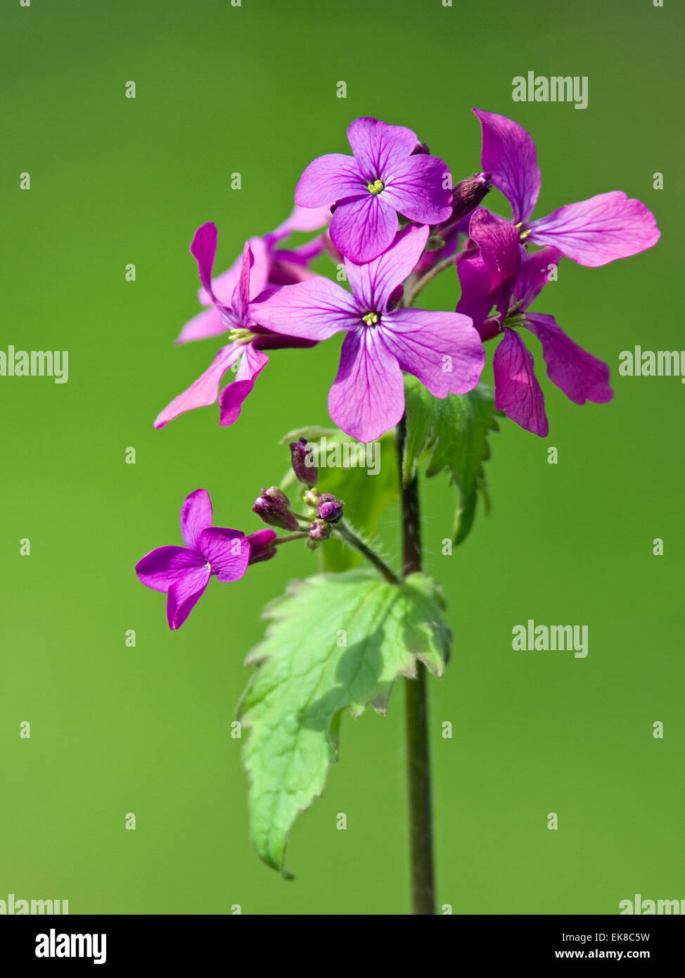 Honesty Lunaria annua during early spring Stock Photo