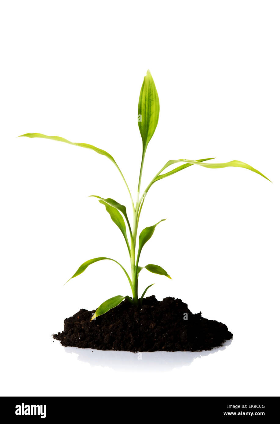 Bamboo in the soil Stock Photo Alamy