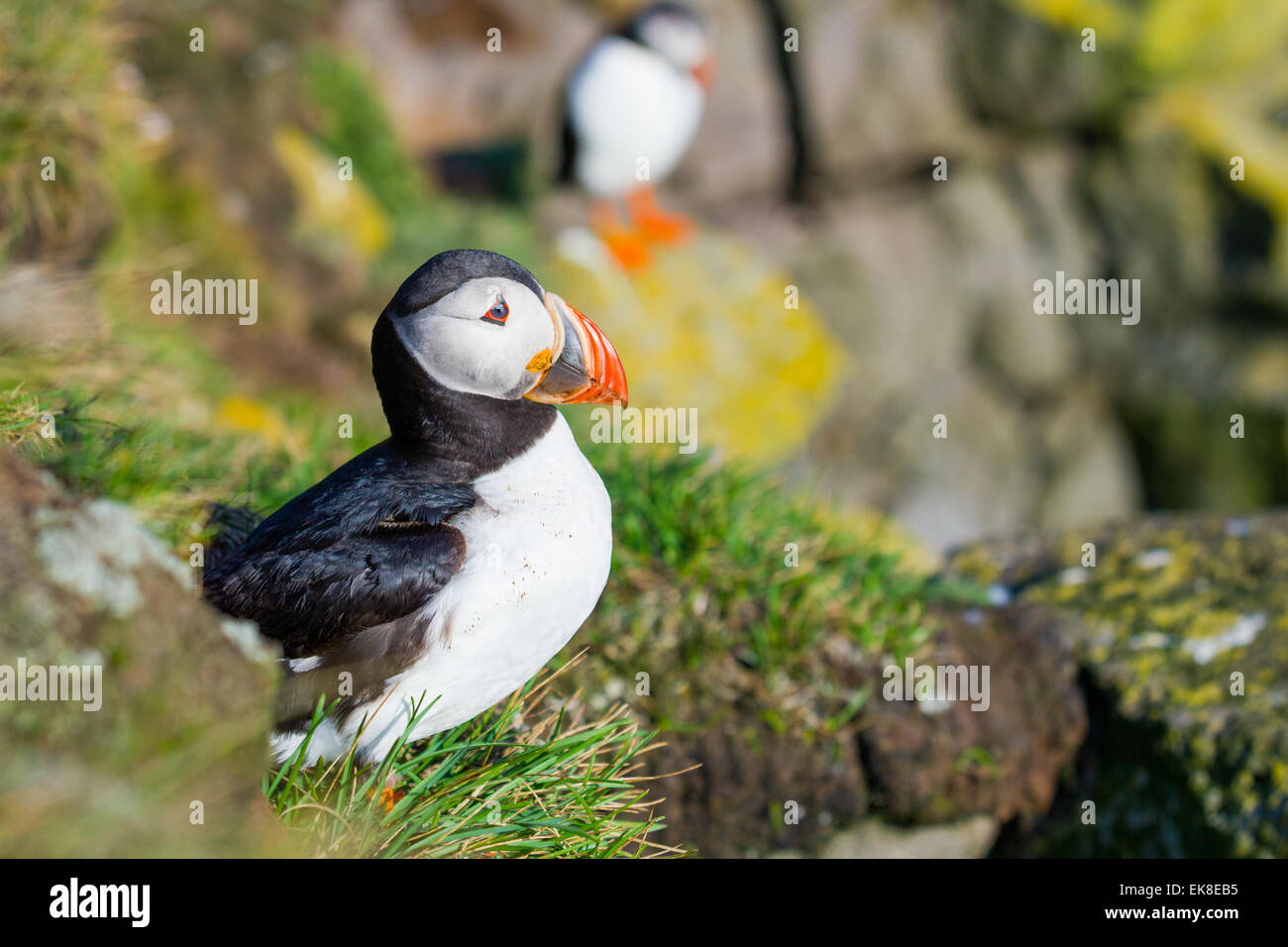 Puffin On Iceland Stock Photo