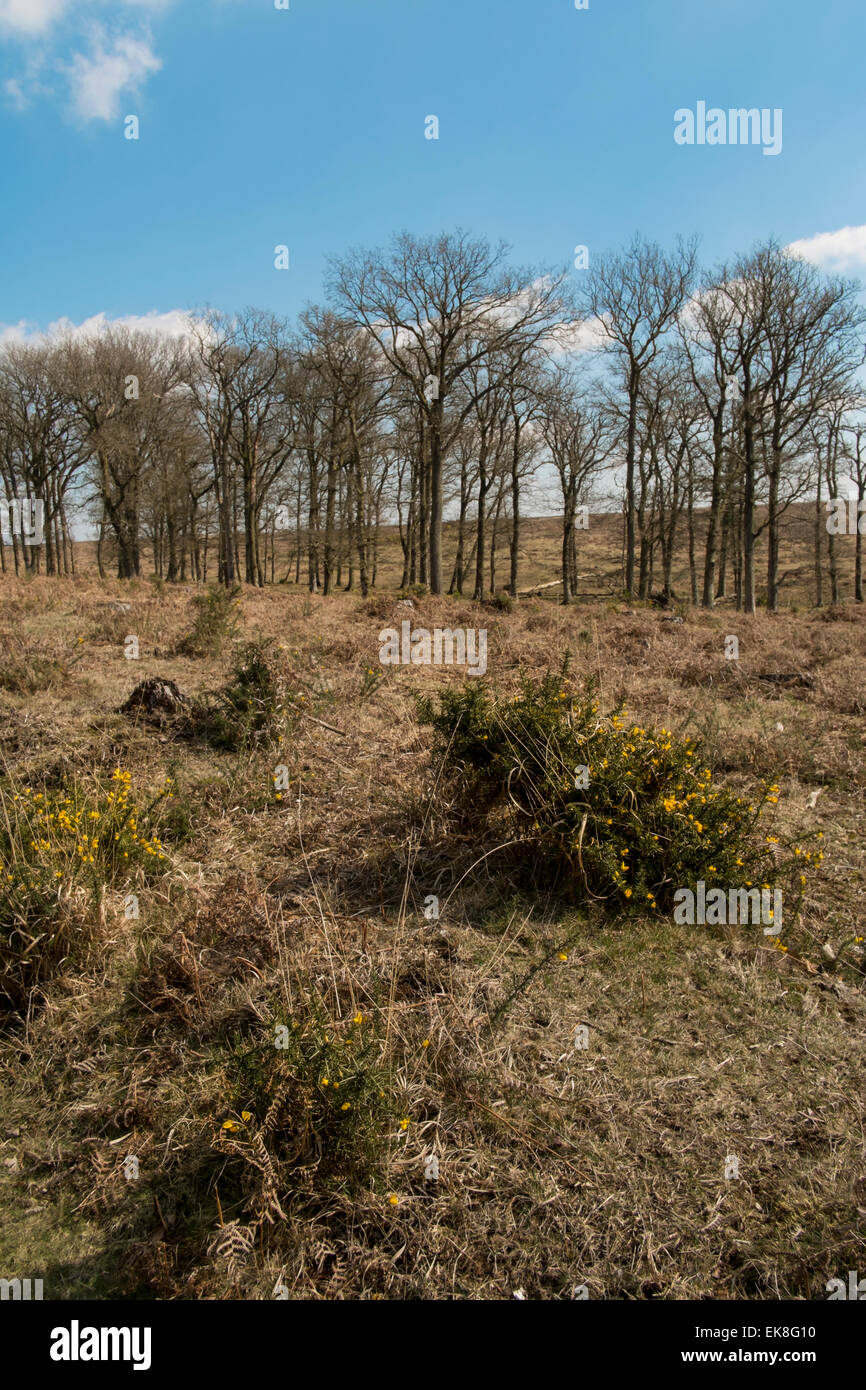 Tall pine trees in the New Forest Hampshire Stock Photo Alamy