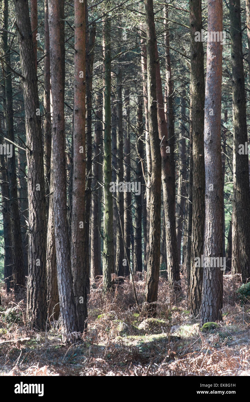 Tall pine trees in the New Forest Hampshire Stock Photo Alamy