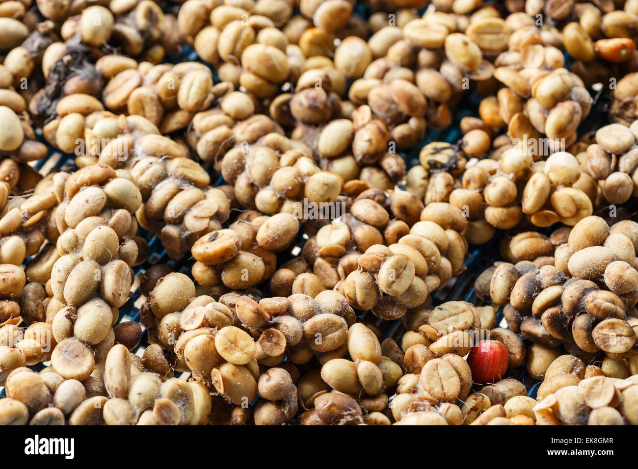 Kopi Luwak or civet coffee Stock Photo - Alamy