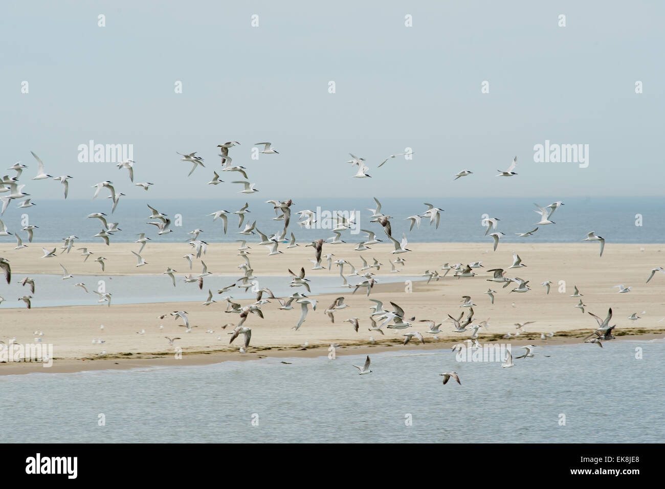 Many flying seagulls above the Dutch wadden sea Stock Photo