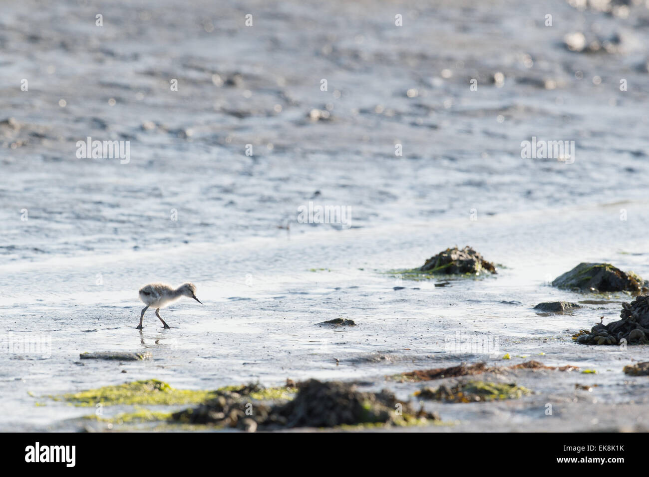 Avocet chick forage in water Stock Photo