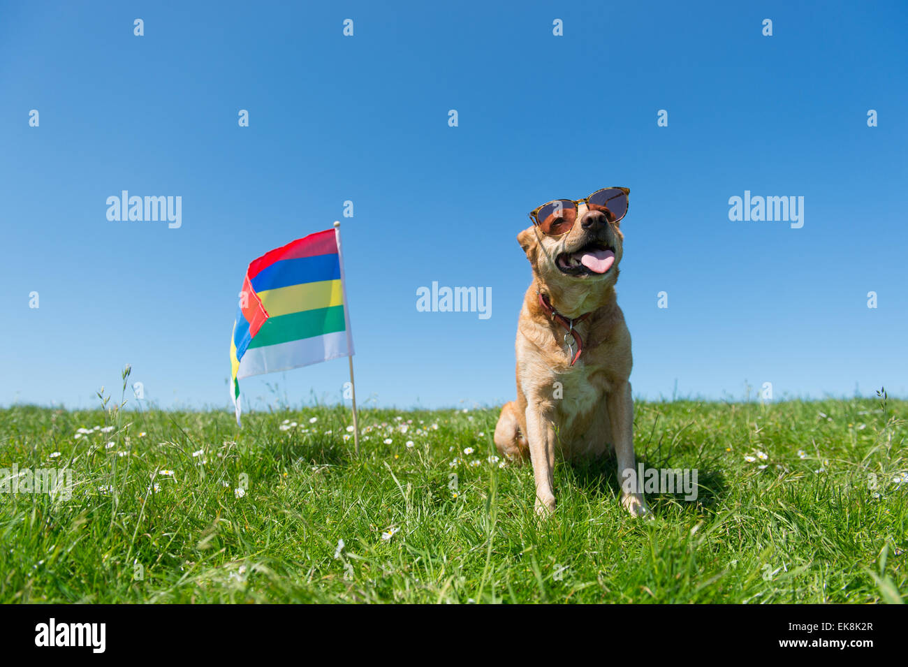 Dog flag animal hi-res stock photography and images - Page 5 - Alamy