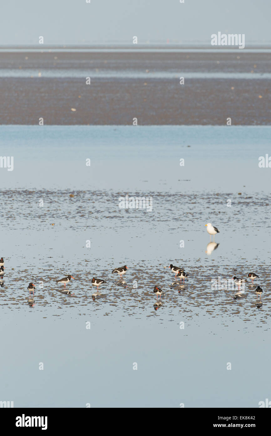 Eurasian Oyster catchers in wadden sea in Holland Stock Photo