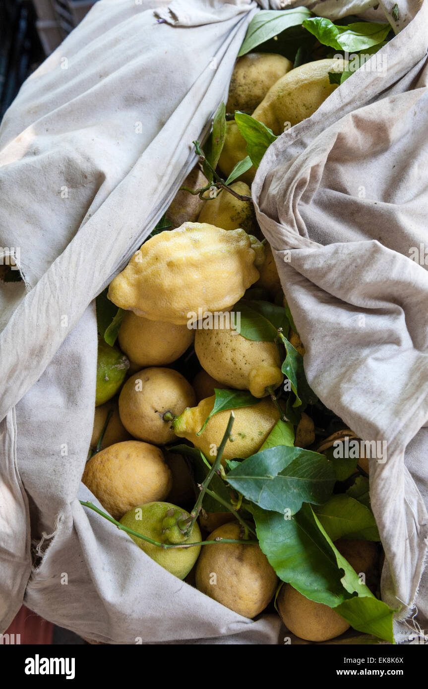 Amalfi, Italy. A sack of freshly picked Amalfi lemons, famous for their size and flavour Stock Photo