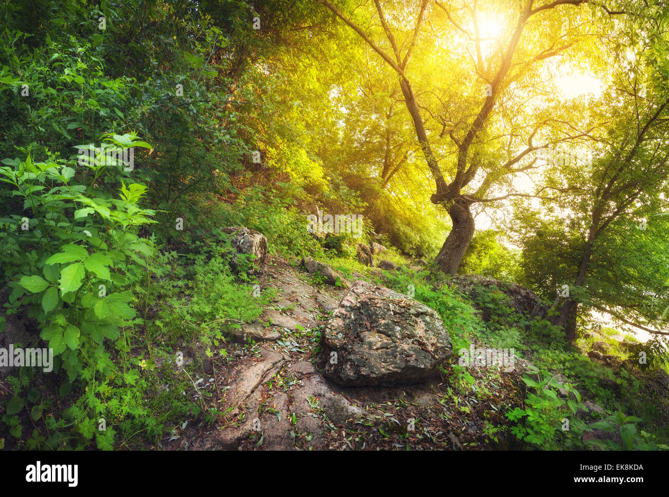 Summer sunset in the beautiful forest with green plants, trees, stones, trail and sun in Ukraine Stock Photo