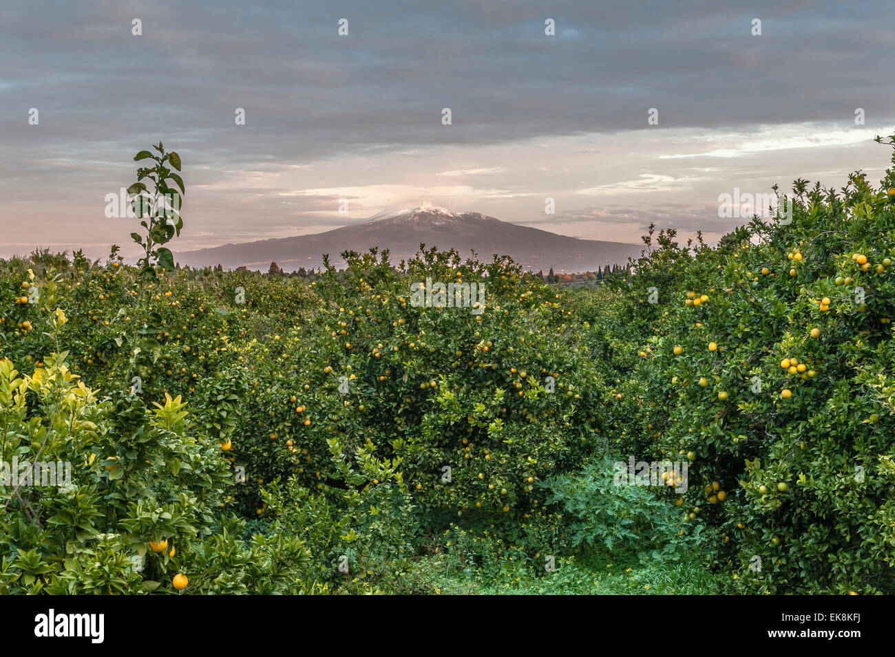 Orange orchard oranges hires stock photography and images Alamy