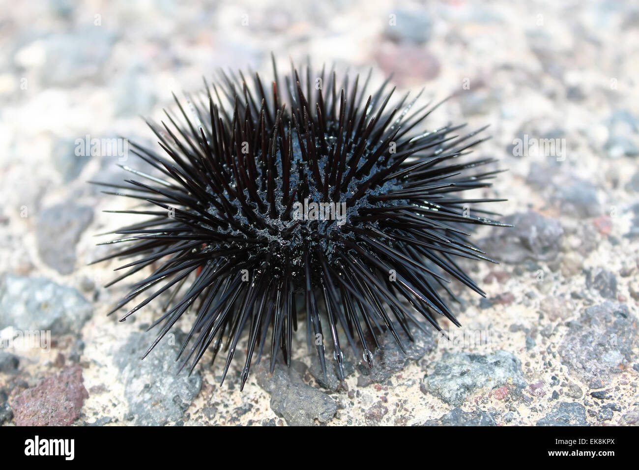 Rock sea urchin hi-res stock photography and images - Alamy