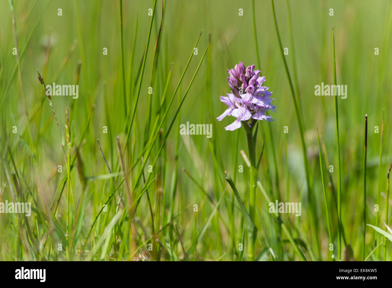 Purple wild orchid in nature at Dutch wadden island Terschelling Stock Photo