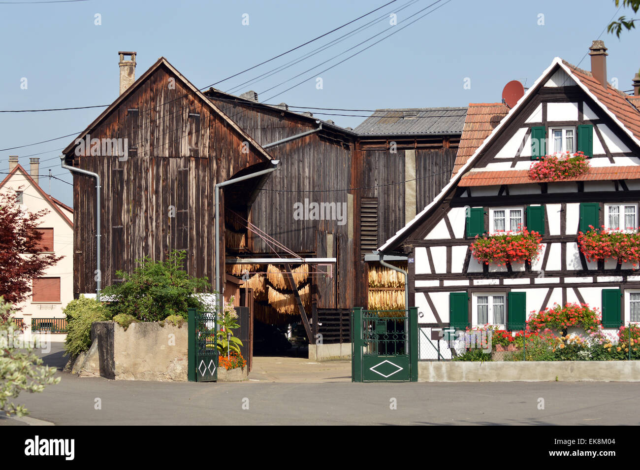 tobacco barn france Tobacco barn - Timbered Farm and barn to dry tobacco in the Alsace, France  Stock Photo