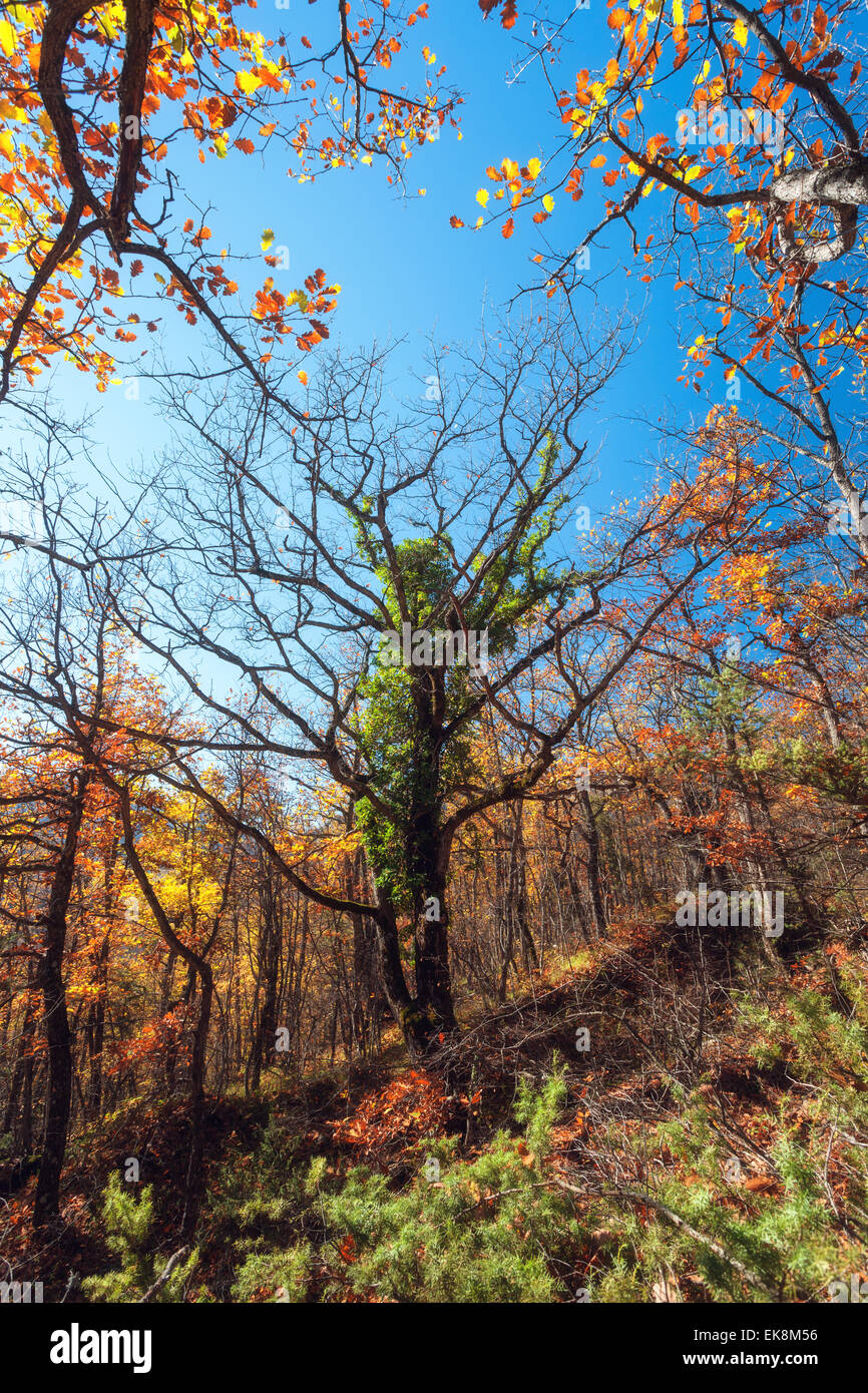 Beautiful tree. Autumn evening in the forest  (Crimea) Stock Photo