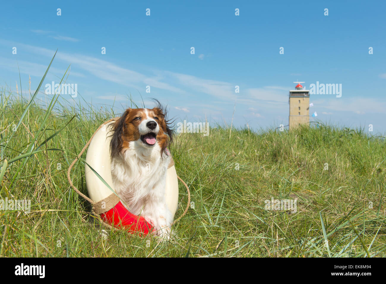Kooikerhondje rescue sales