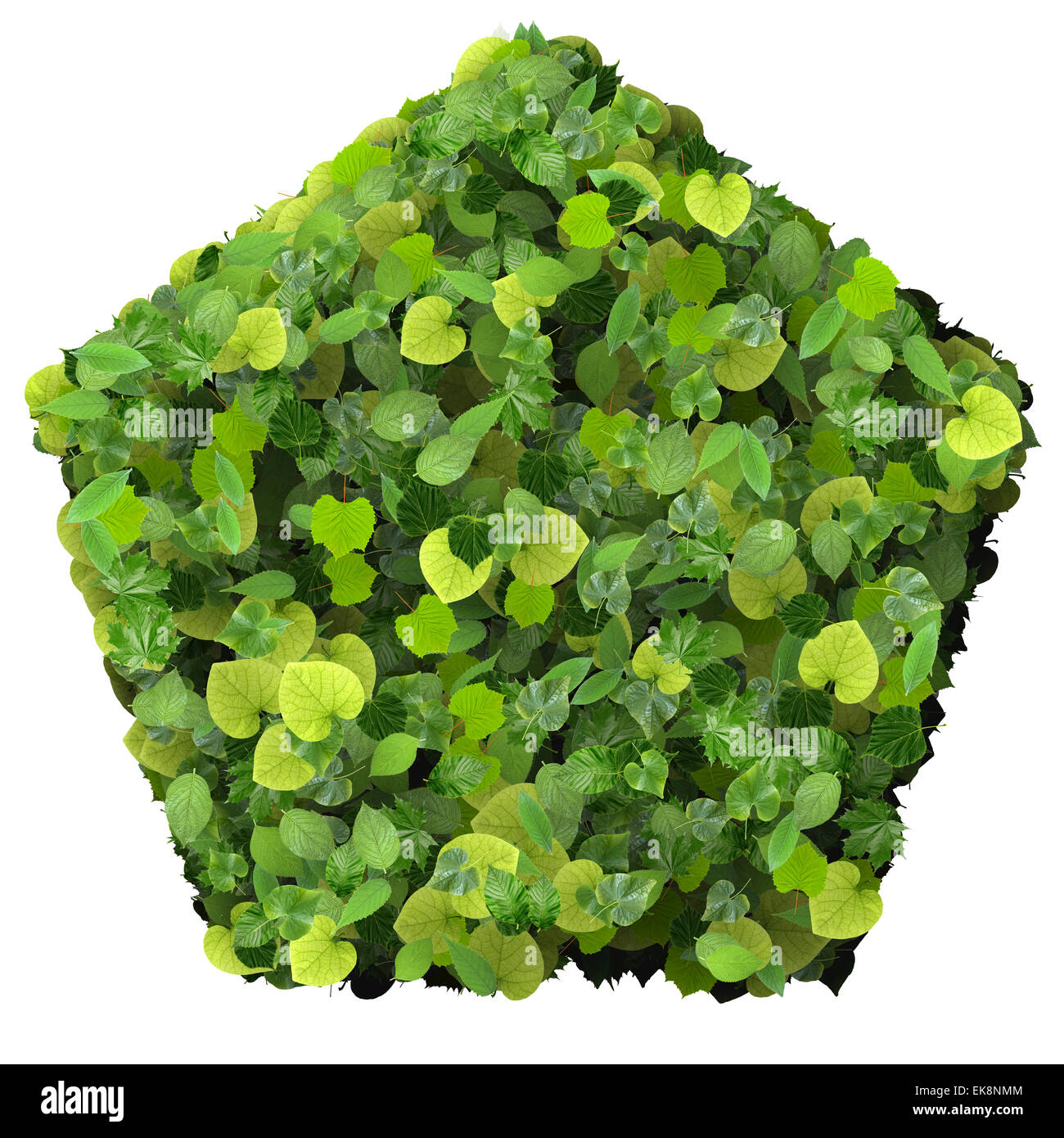 Pentagon made from green leaves isolated on white background. 3D render ...