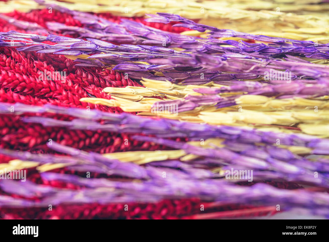 Paddy Rice Color Colorful natural paddy rice in colorful shades Stock Photo - Alamy