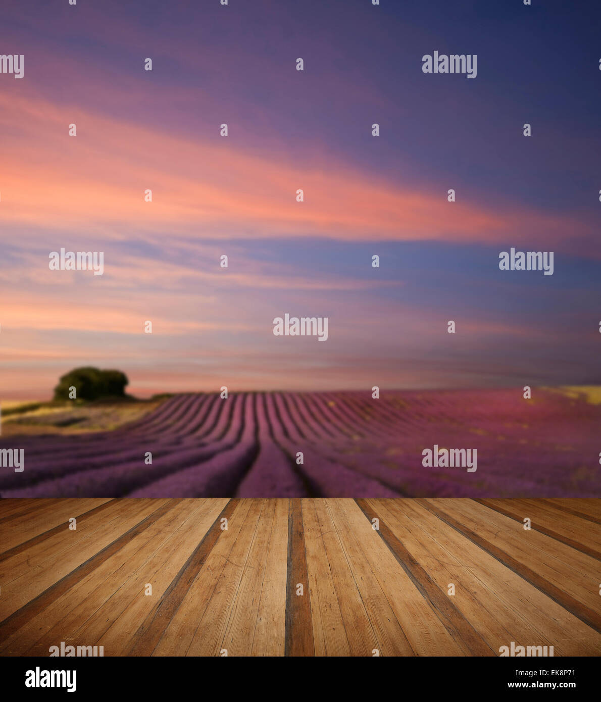 Beautiful image of lavender field Summer sunset landscape with wooden ...