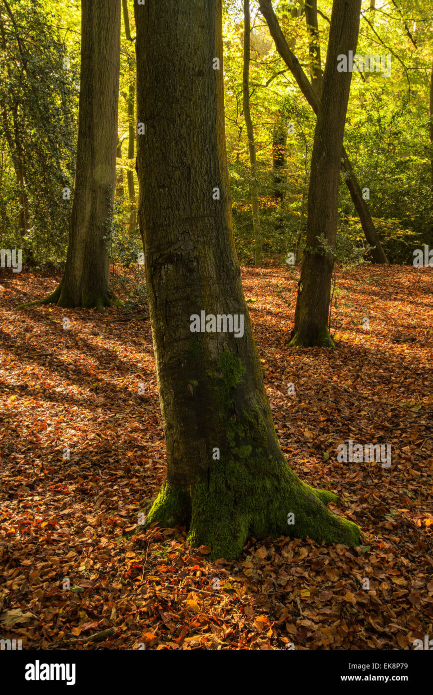 Beautiful vibrant golden Autumn Fall forest landscape Stock Photo - Alamy