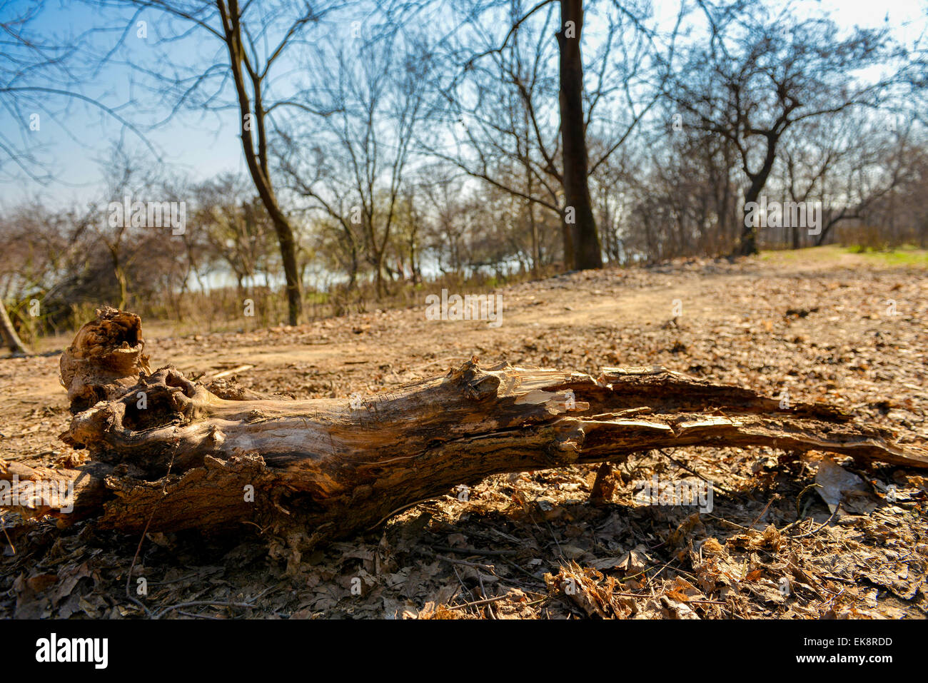 Rotten log in autumn forest background Stock Photo