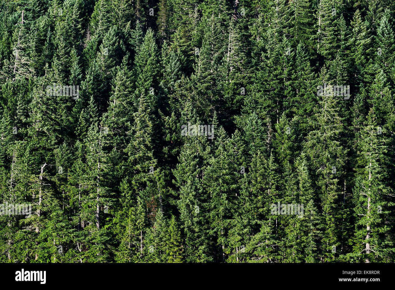 Stand of coniferous trees, British Columbia, Canada Stock Photo