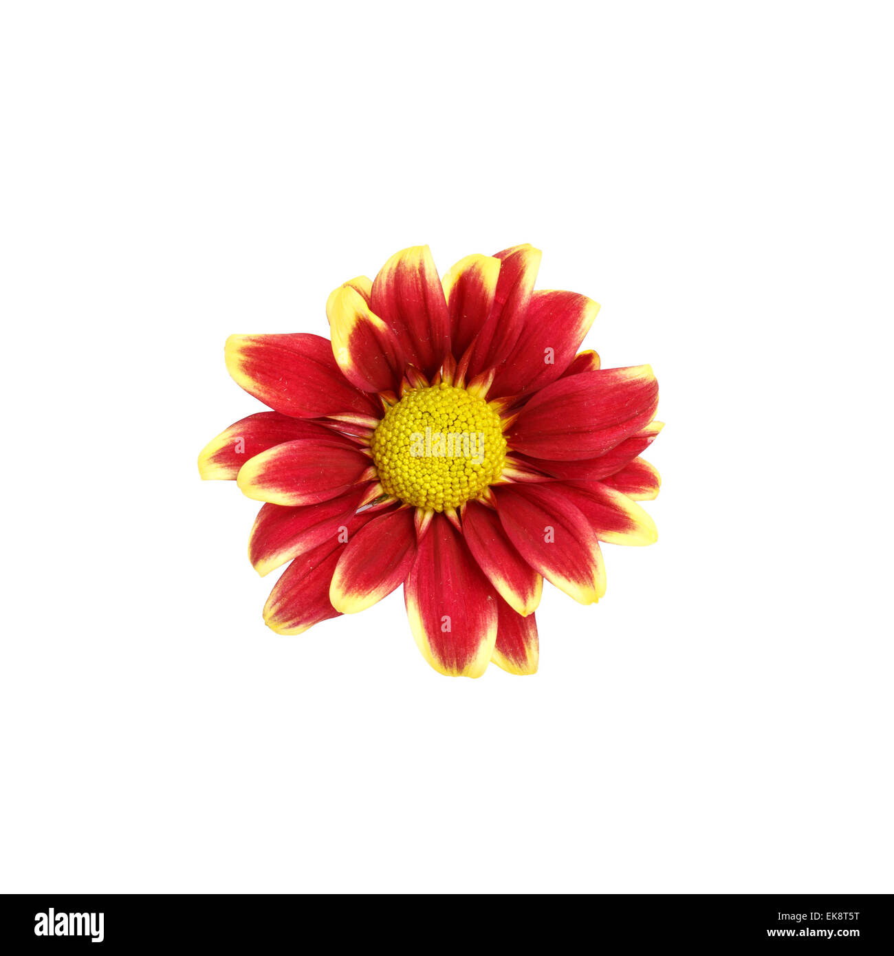 Red Flower isolated on white background Stock Photo