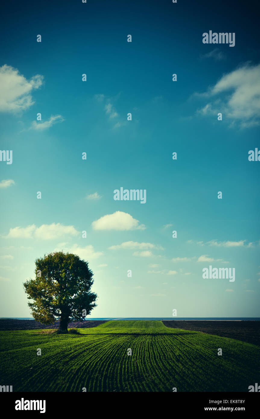 Beautiful summer landscape and the cloudy sky Stock Photo - Alamy