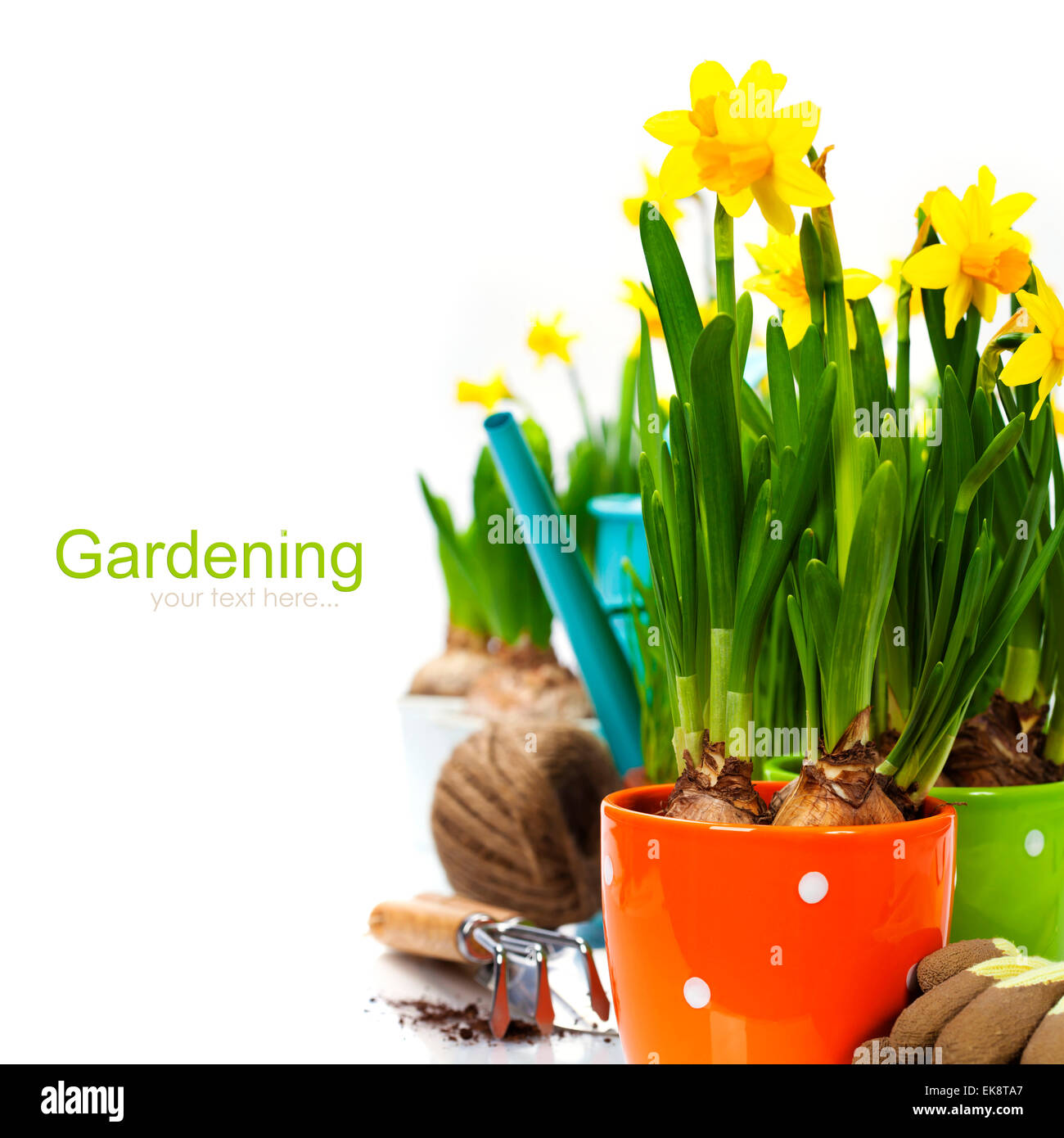 fresh daffodils and garden tools Stock Photo