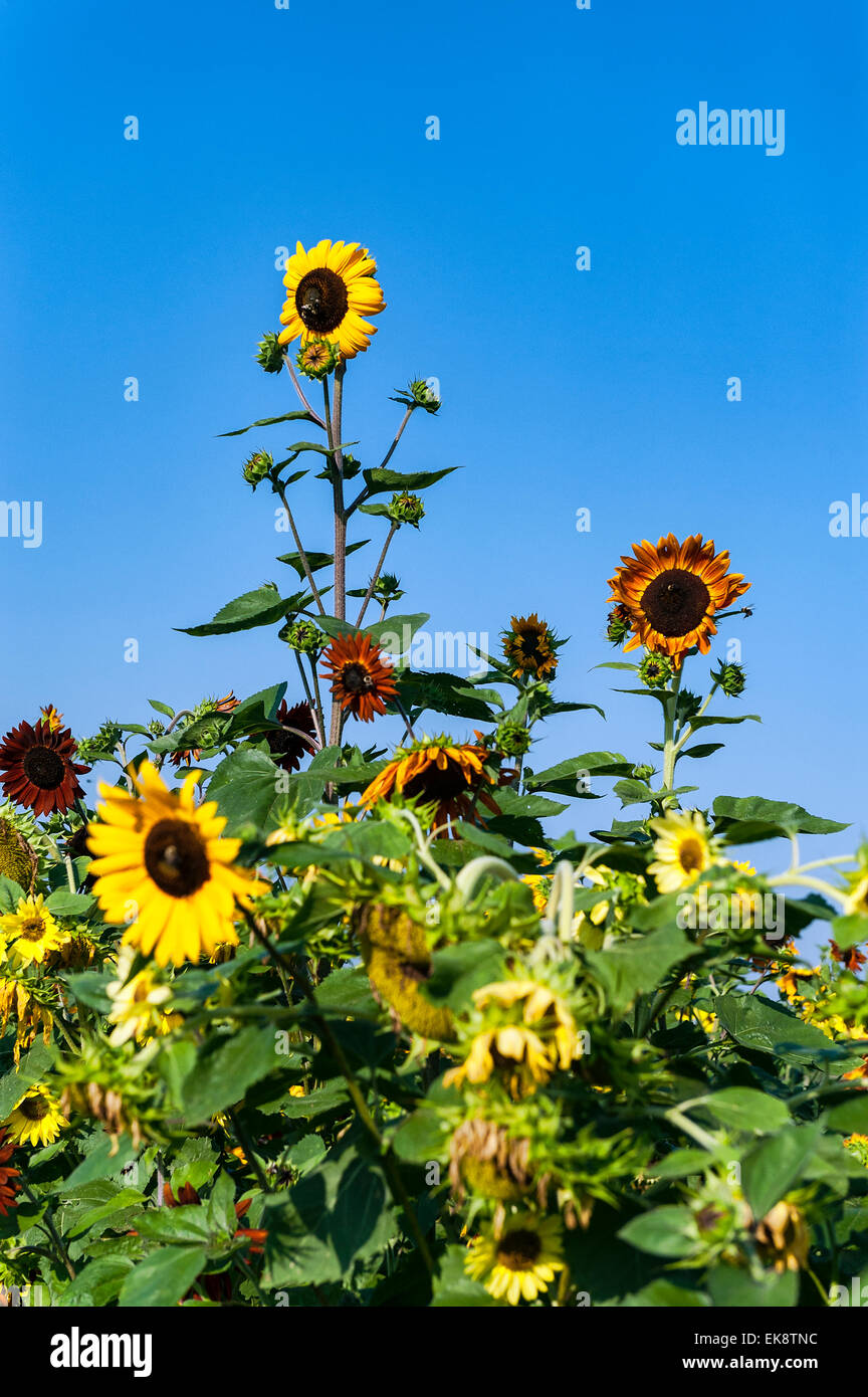 Outstanding sunflower. Stock Photo