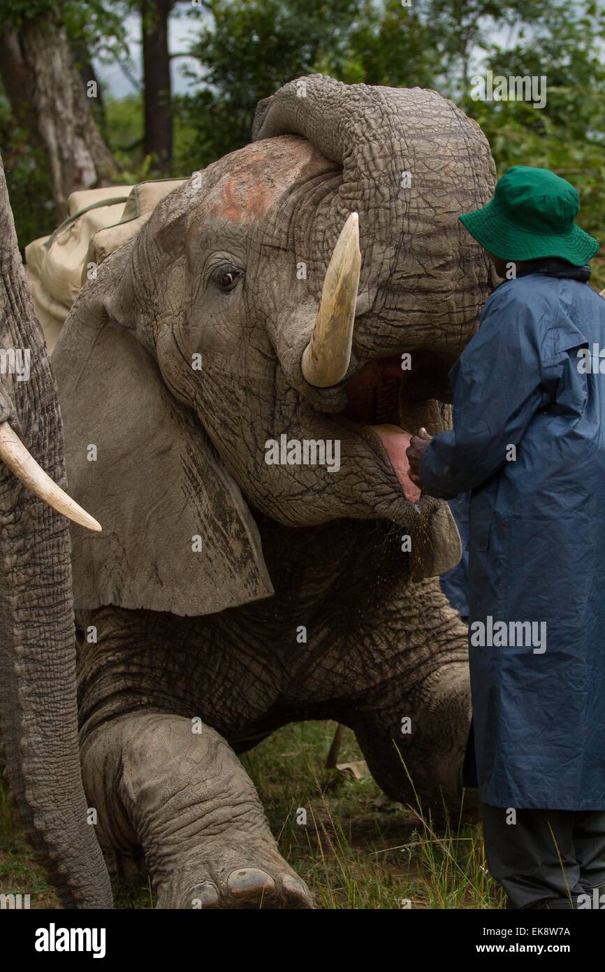 Harare, Zimbabwe. 7th Apr, 2015. Male elephant 'Boxer' requests its handler for food during an elephant interaction program at a game park in Selous, 70 km from Harare, capital of Zimbabwe, on April 7, 2015. Home to around 80,000 to 100,000 elephants, Zimbabwe is considered one of the world's prime elephant sanctuaries. Animal rights groups propose developing eco-tourism which generate tourism revenue and help reserve the wildlife at their comfort zone at the same time. © Xu Lingui/Xinhua/Alamy Live News Stock Photo