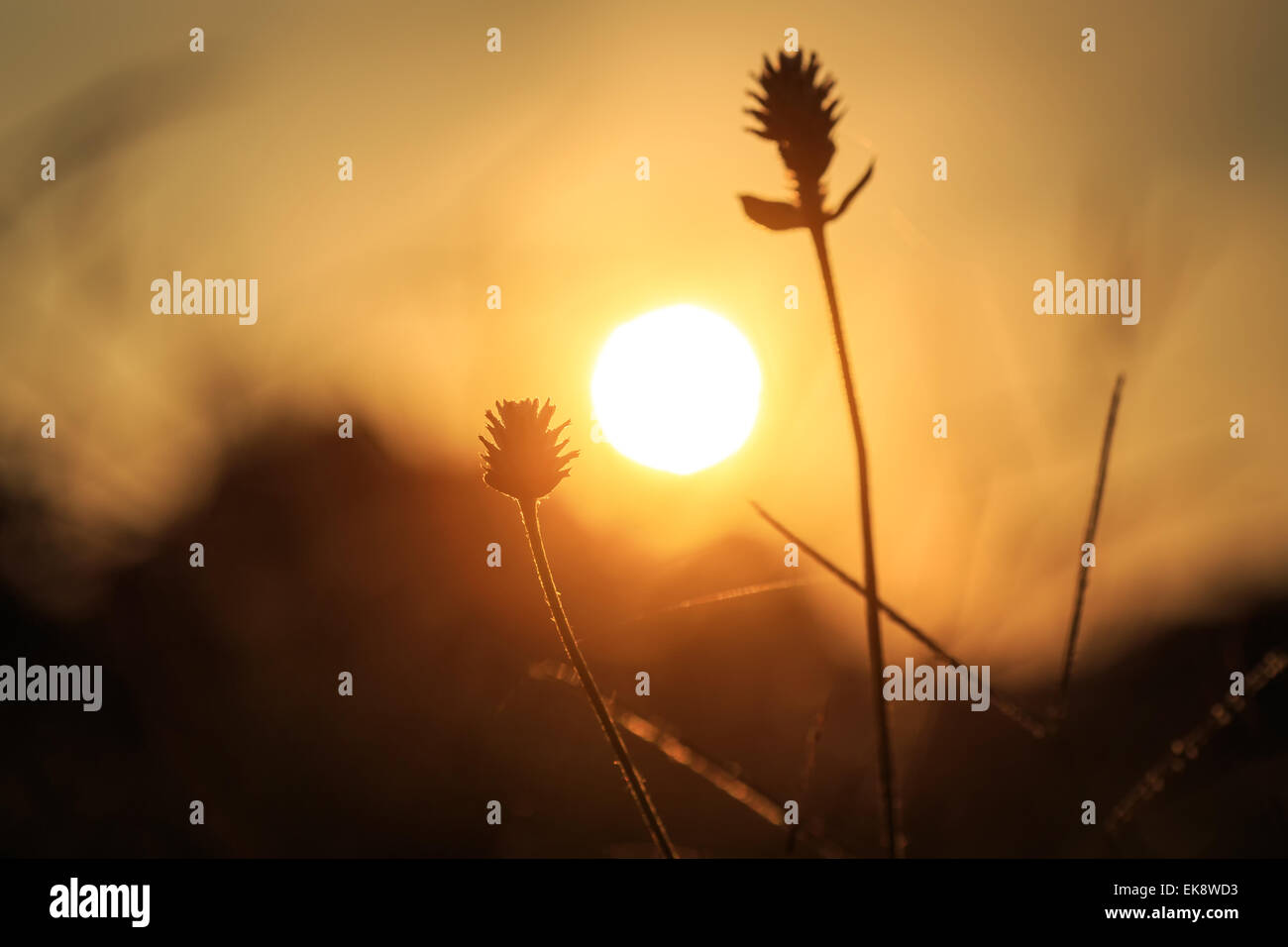 Grass plant flower silhouette hi-res stock photography and images - Alamy