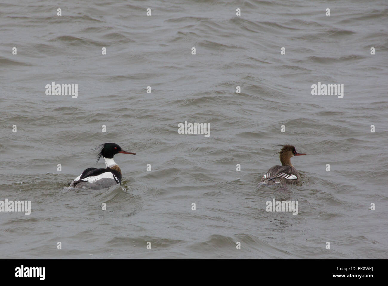 A drake and hen Red-breasted merganser swim on Presque Isle Bay. Stock Photo