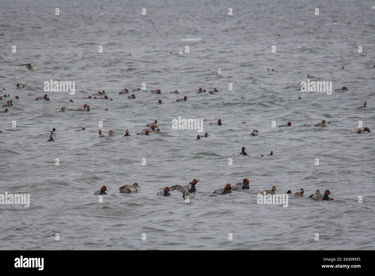 Diver Rafts Rafts of diving ducks bob on the waves of Erie's Presque Isle Bay Stock ...