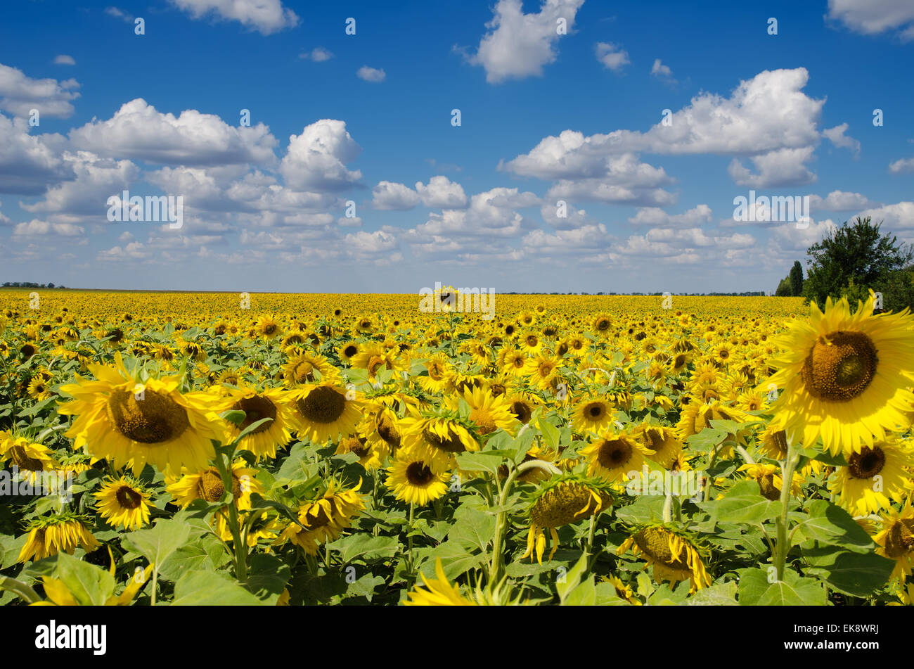 sunflower field under cloudy sky Stock Photo - Alamy