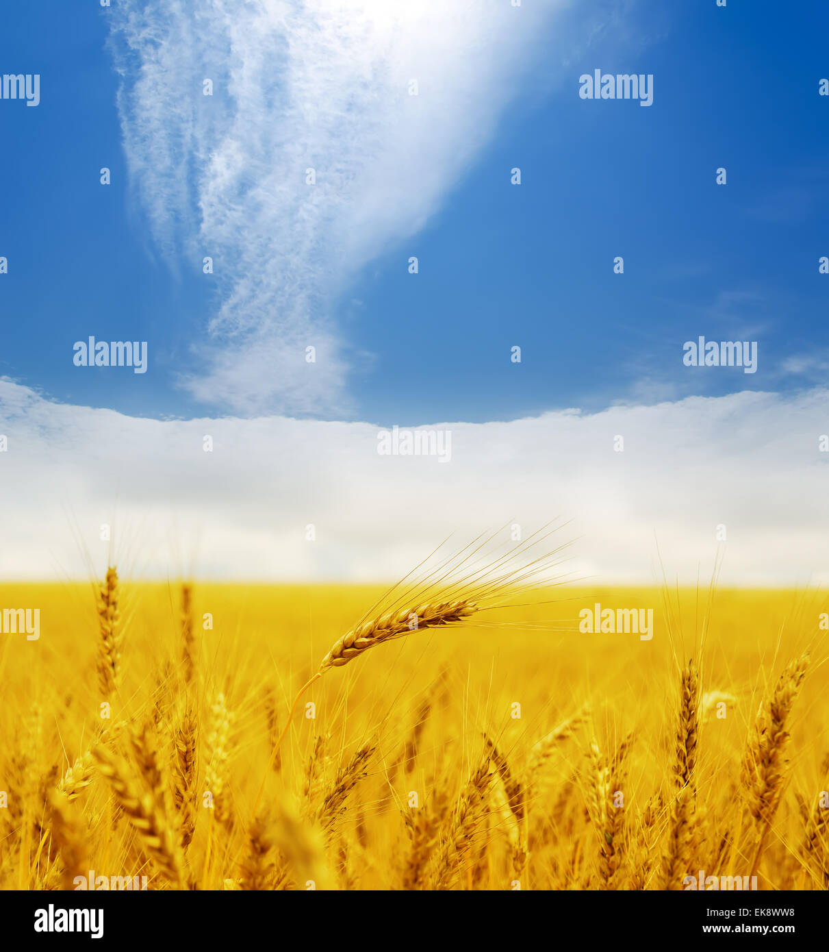 gold ears of wheat under deep blue sky Stock Photo - Alamy