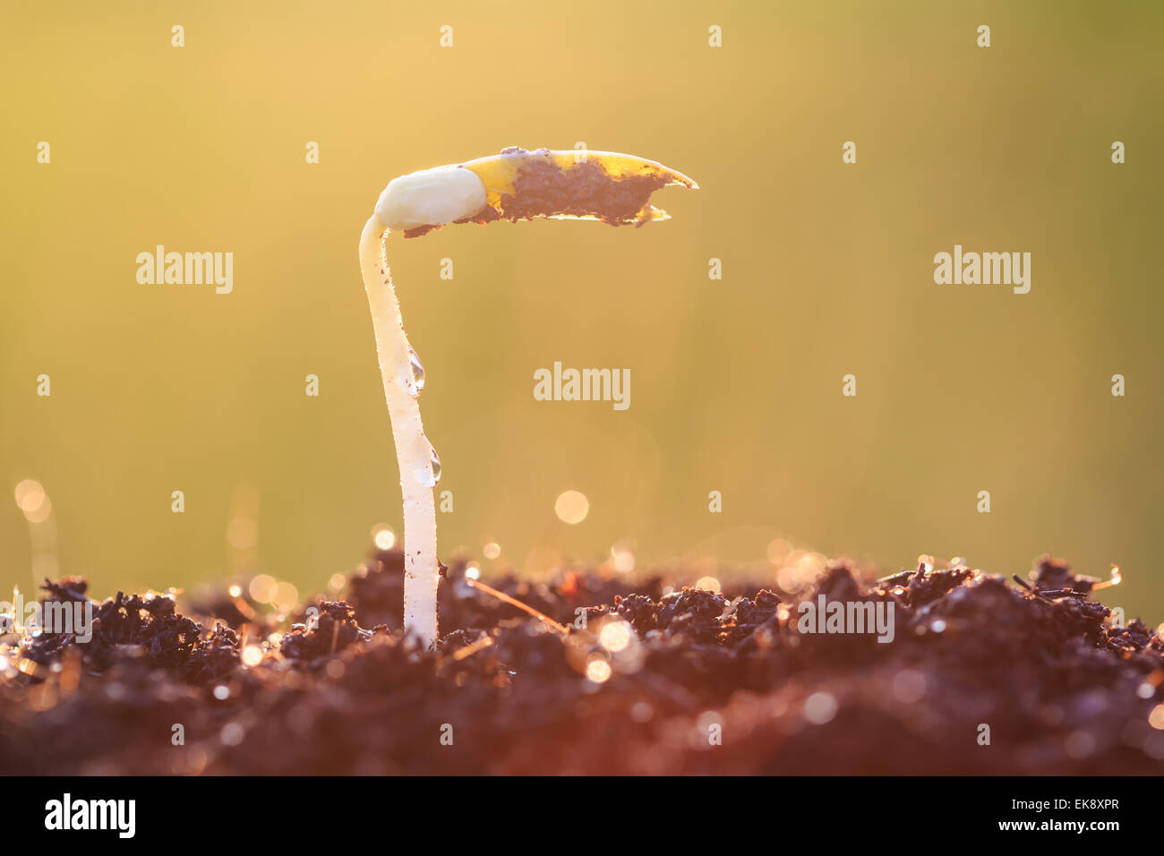 Young plant growing on soil Stock Photo - Alamy