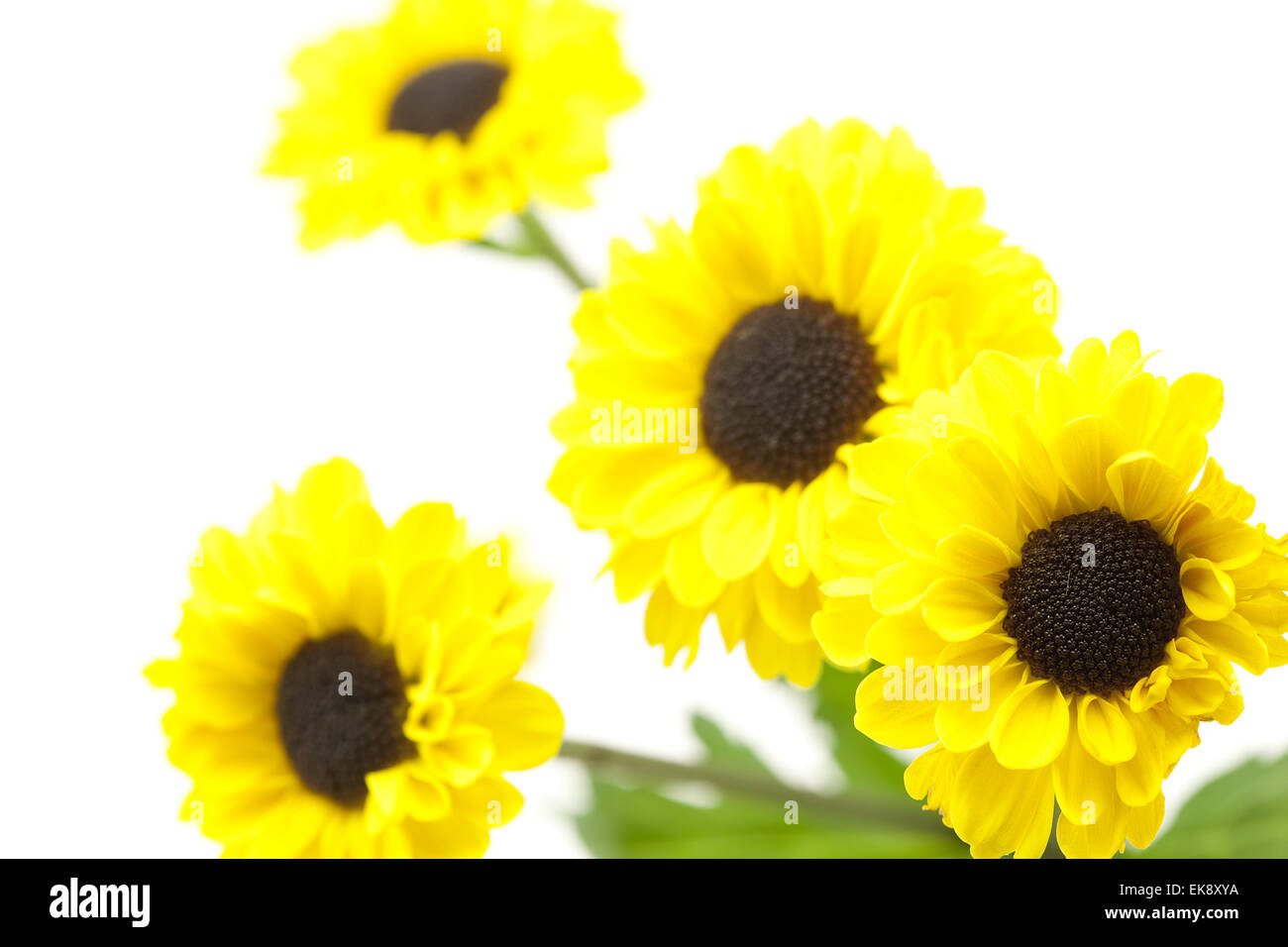yellow flowers isolated on white Stock Photo - Alamy