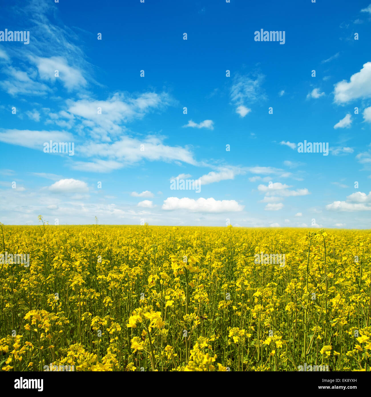 Rapeseed oil flower hi-res stock photography and images - Alamy