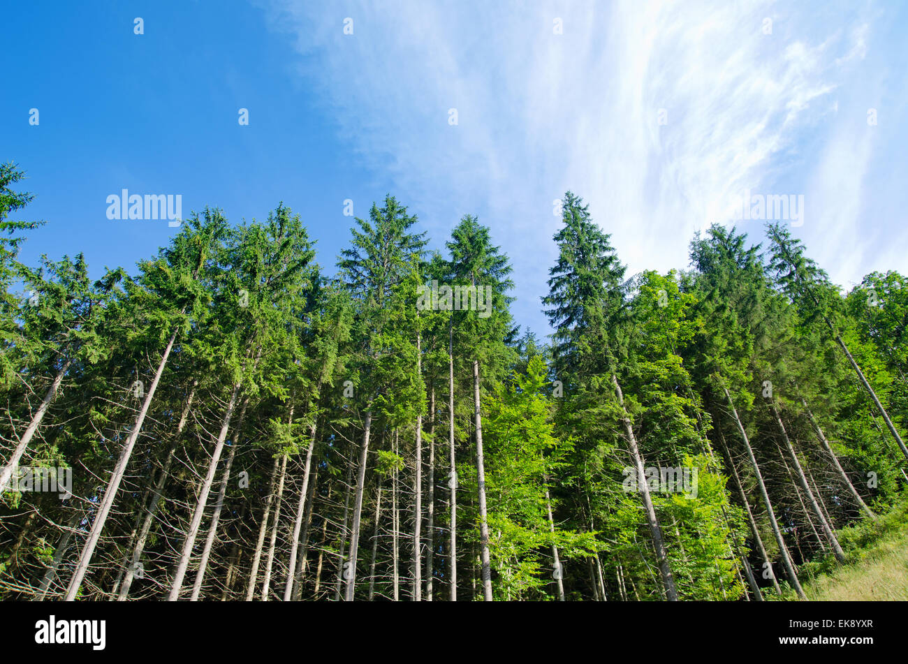 pine forest under deep blue sky in mountain Carpathians Stock Photo - Alamy