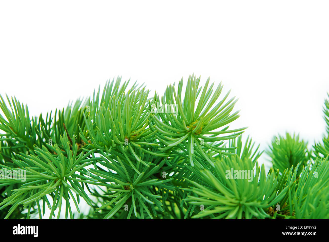 close-up of pine branches Stock Photo