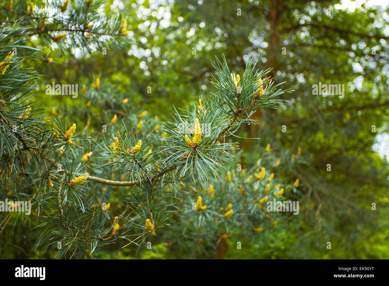 cones on the tree Stock Photo - Alamy