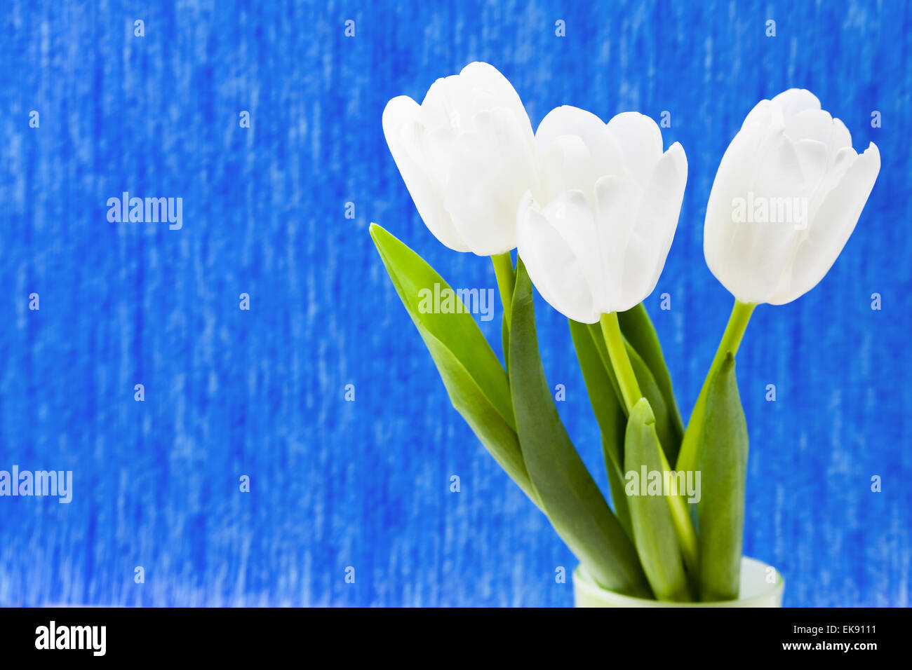 Three white tulips on a blue background Stock Photo - Alamy