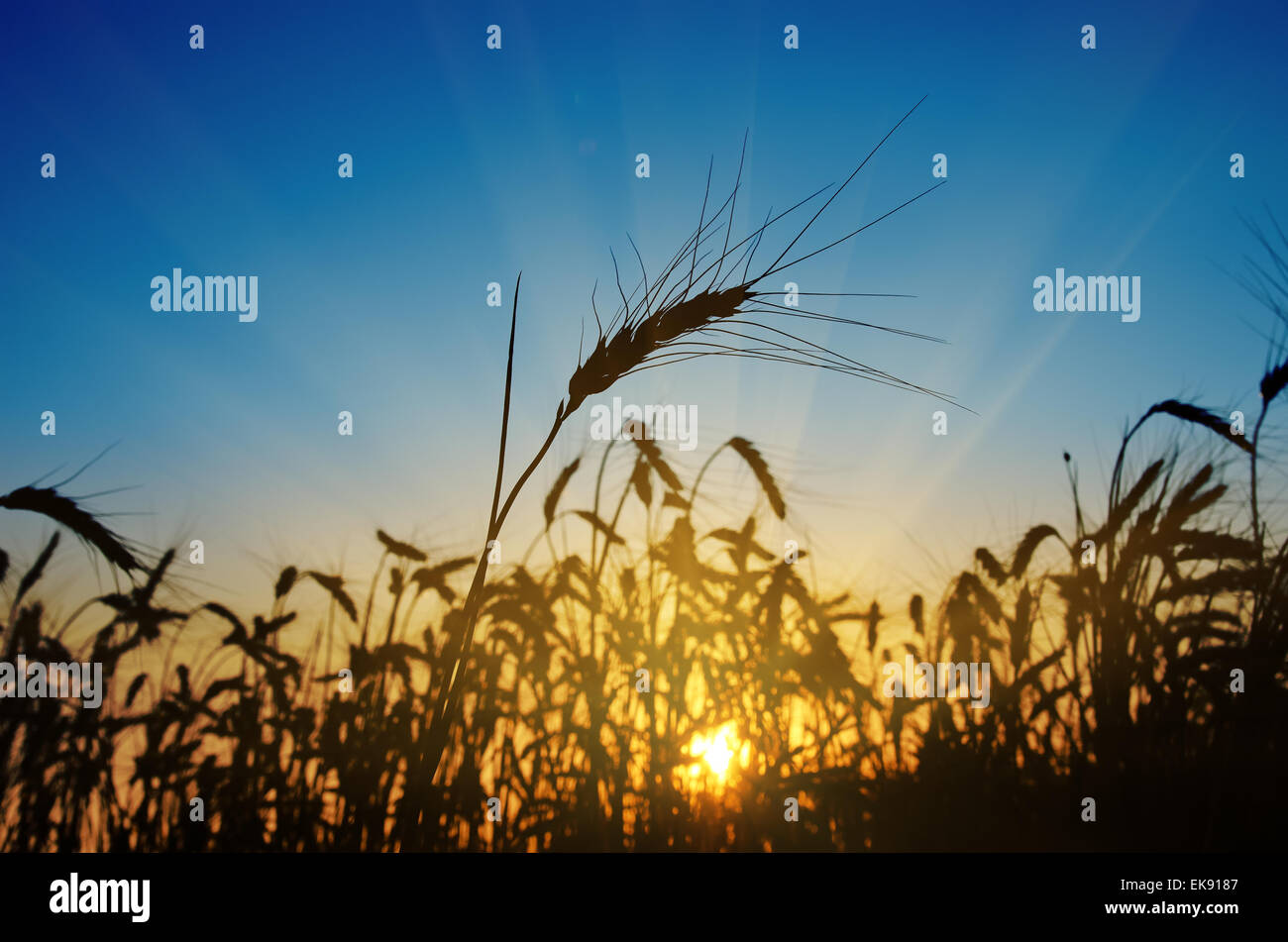 wheat ears against the blue sky with sunset Stock Photo - Alamy